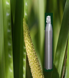 calamus-essential-oil-100-pure-therapeutic-aromatherapy-50-ml-free-shipping-world